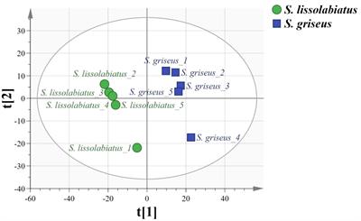 Comparison of metabolism, gut histology, and microbiota between Schizothorax lissolabiatus and Schizothorax griseus under identical farming conditions